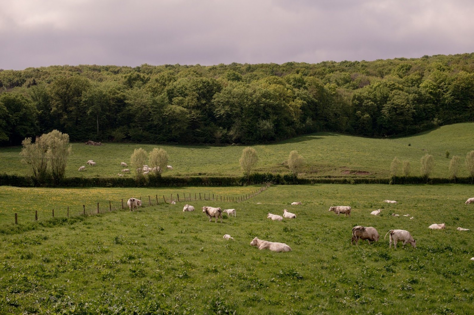 l’introduction de maladies