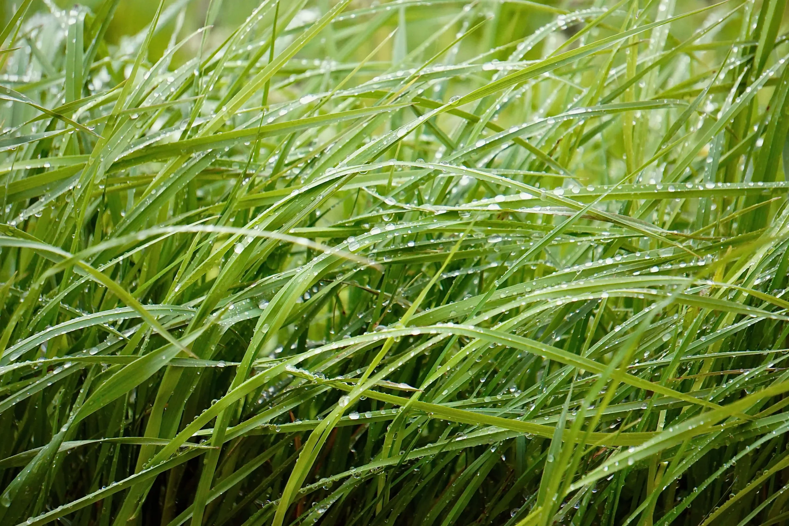 (c) Pexels _ Anna Romanova